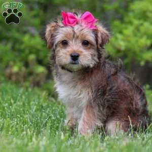 Olive, Yorkie Poo Puppy